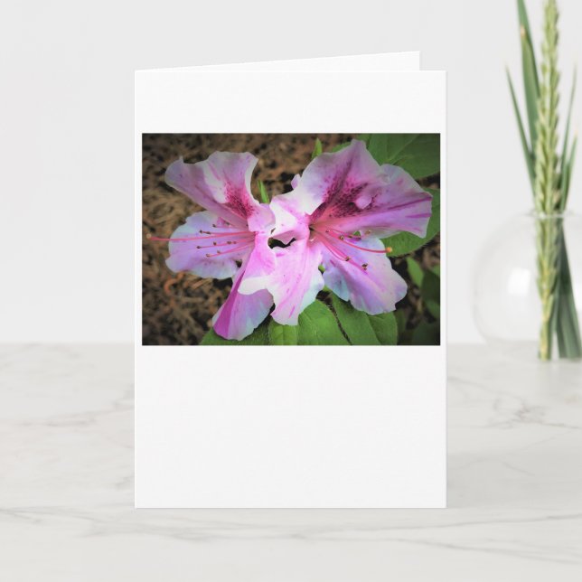 Azalea, Karte (Vorderseite)