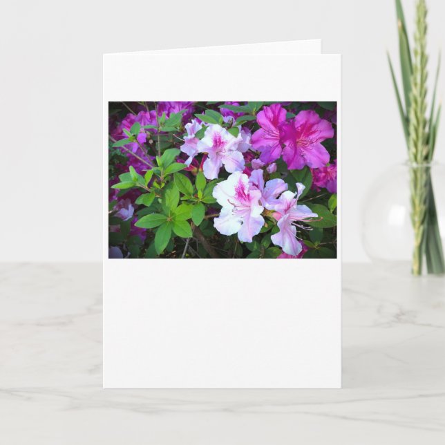 Azalea, Karte (Vorderseite)
