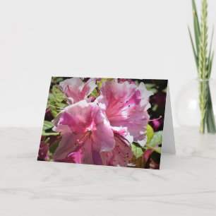 Azalea, Karte