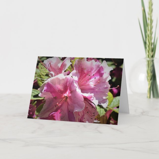 Azalea, Karte (Vorderseite)