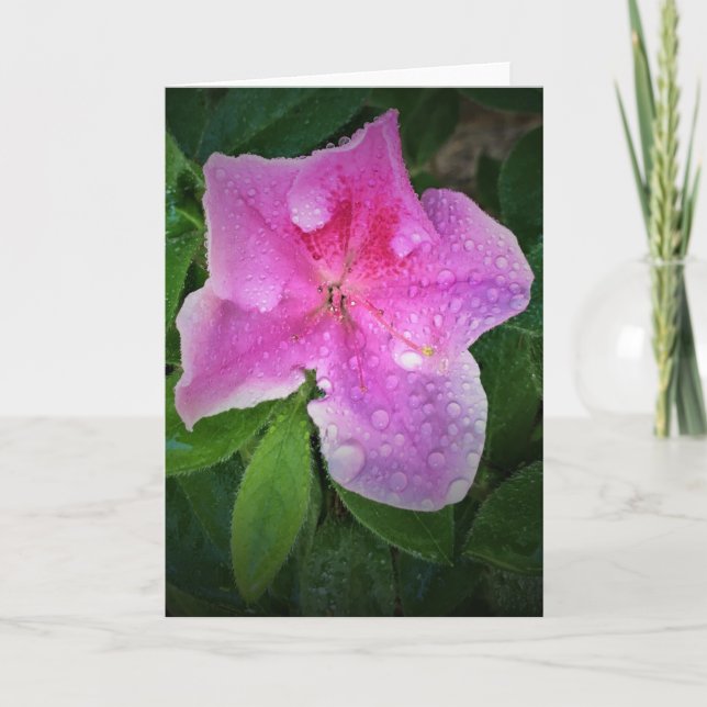 Azalea, Karte (Vorderseite)