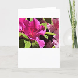 Azalea, Karte
