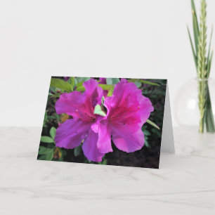 Azalea, Karte