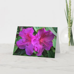 Azalea, Karte