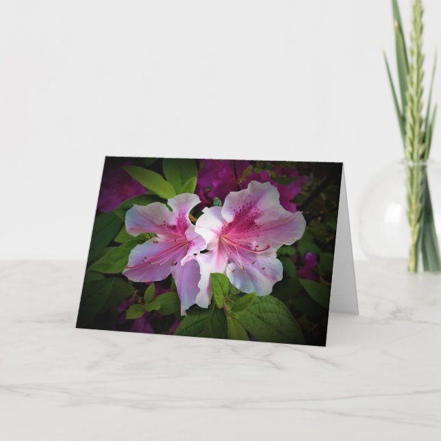 Azalea, Karte (Vorderseite)