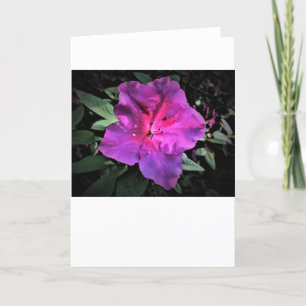 Azalea, Karte