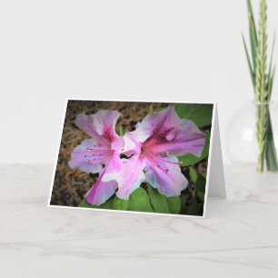 Azalea, Karte