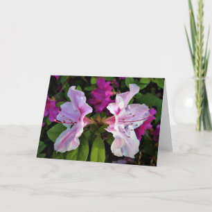 Azalea, Karte