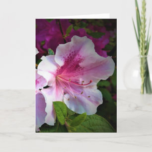 Azalea, Karte