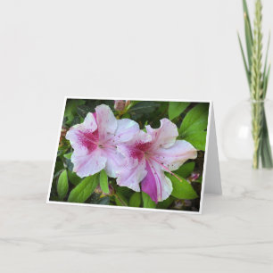 Azalea, Karte