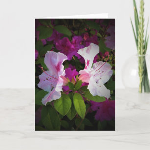 Azalea, Karte