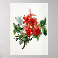 Azalea Nudiflora Vintage Blume