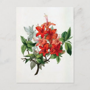 "Azalea Nudiflora" Vintage-Blumenillustration Postkarte