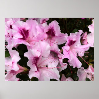 Azalea, Poster