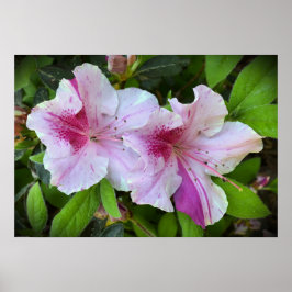 Azalea, Poster