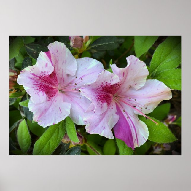 Azalea, Poster (Vorne)