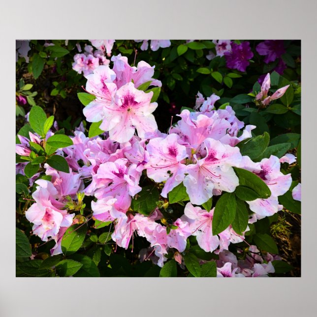 Azalea, Poster (Vorne)