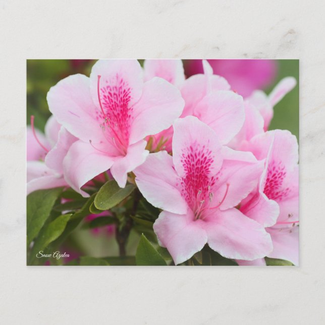Azalea [Postkarte] Postkarte (Vorderseite)