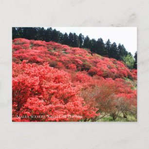 Azalea Scenery : Carte postale