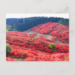Azalea Scenery : Carte postale