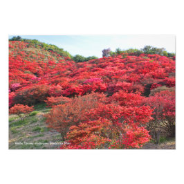 Azalea Scenery [Premium Silver Salt Paper] Fotodruck