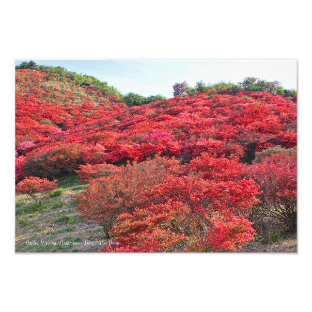 Azalea Scenery [Premium Silver Salt Paper] Fotodruck (Vorne)