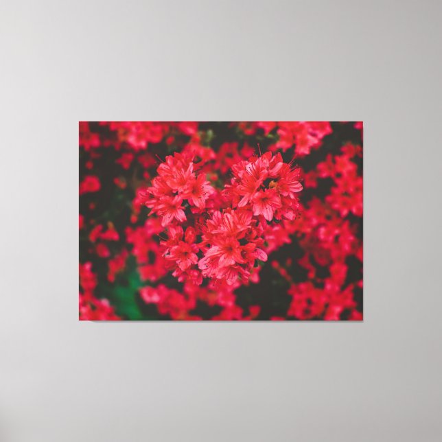 Azalea Stretched Canvas Print Leinwanddruck (Vorderseite)