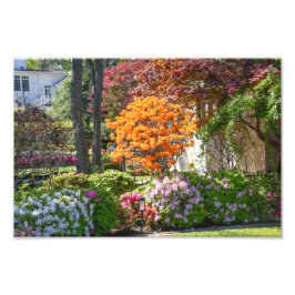 Azalea Trail Garden in Tyler, Texas Fotodruck
