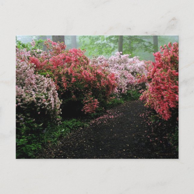Azalea Walkway Postkarte (Vorderseite)