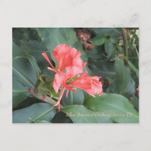 Azalea, Zilker Botanischer Garten, Austin TX Postkarte