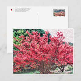 Azaleas at Mount Katsuragi ポストカード Postkarte