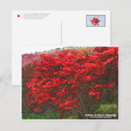 Azaleas at Mount Katsuragi ポストカード Postkarte