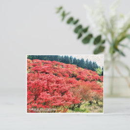 Azaleas at Mount Katsuragi ポストカード Postkarte
