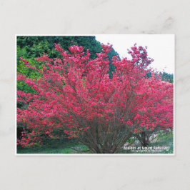 Azaleas at Mount Katsuragi ポストカード Postkarte