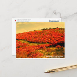 Azaleas at Mount Katsuragi ポストカード Postkarte