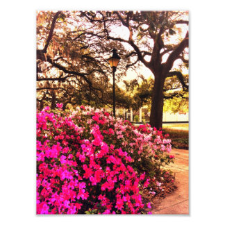 Azaleas im Forsyth Park Fotodruck