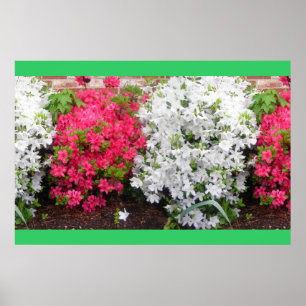 Azaleas Poster