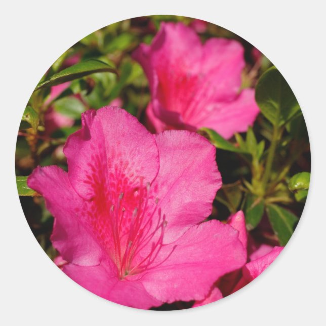 Azaleas Runder Aufkleber (Vorderseite)