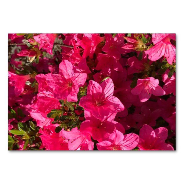 Azaleen Blume Blütenlesekarten Tischnummer (Vorderseite)