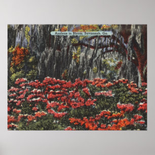 Azaleen in Bloom in Savannah GA Postkarten Poster