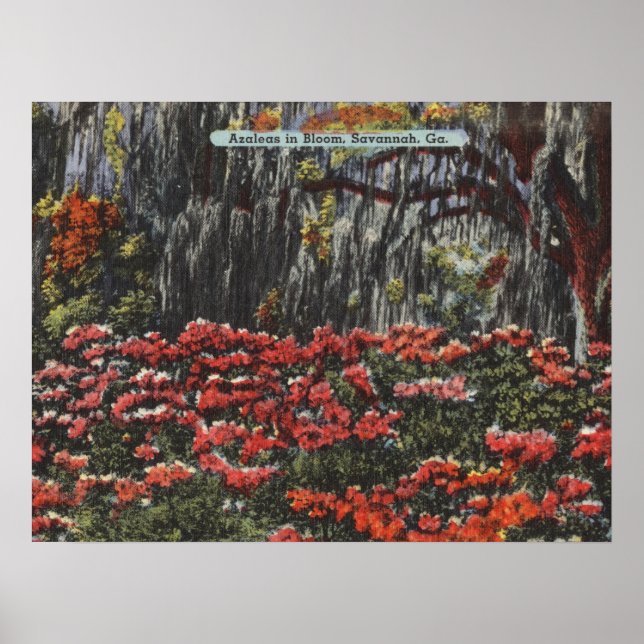 Azaleen in Bloom in Savannah GA Postkarten Poster (Vorne)