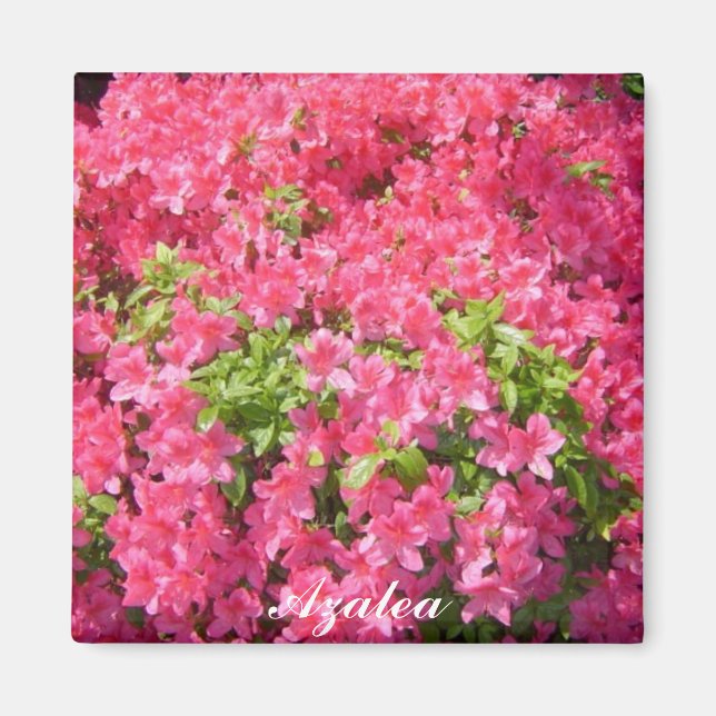 Azaleen Magnet (Vorne)