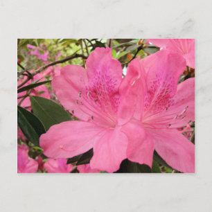 Azaleen Postkarte
