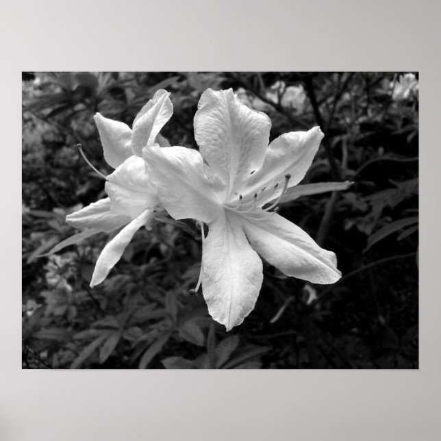 Azaleen / Rhododendren in B&W Poster (Vorne)