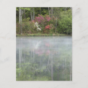 Azaleen spiegeln sich in einem Teich während des f Postkarte