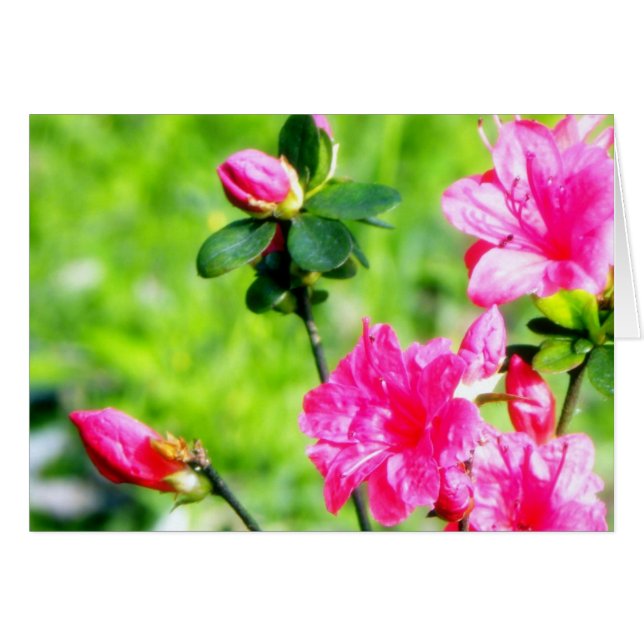 Azalées de ressort (Devant horizontal)