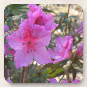 Azalées roses Fleurs Dessous de verre de liège