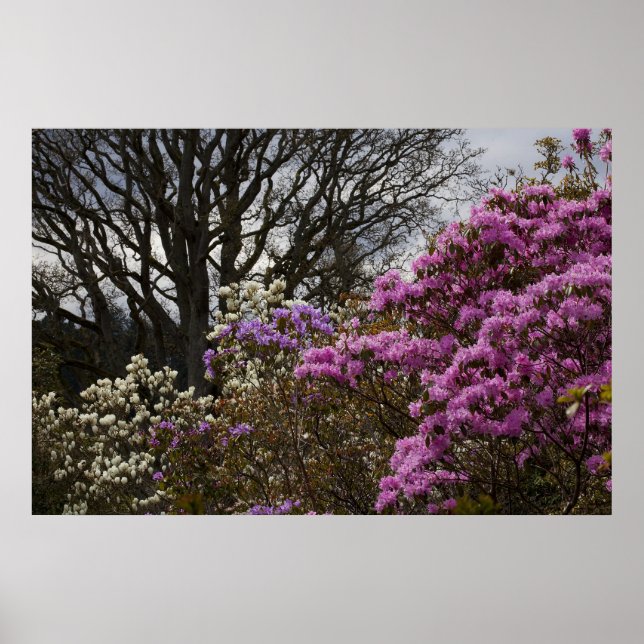 Azalia und Magnolia Poster (Vorne)