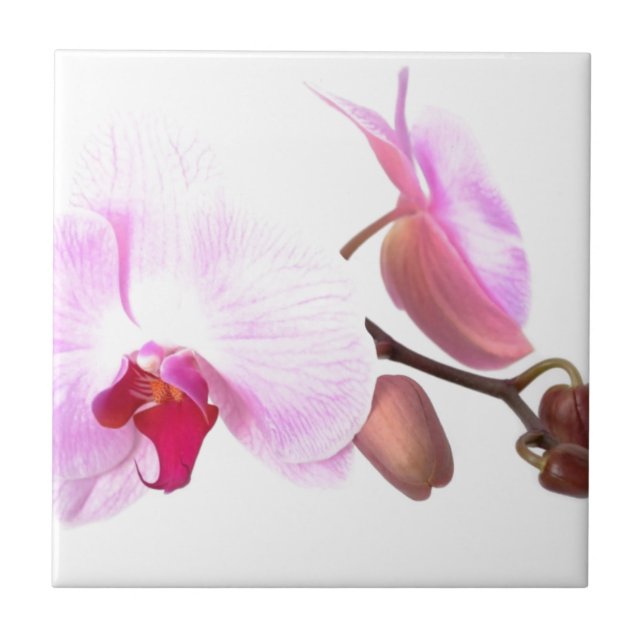 Aziza Orchid Blossoms Fliese (Vorderseite)