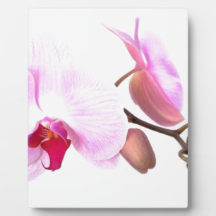 Aziza Orchid Blossoms Fotoplatte